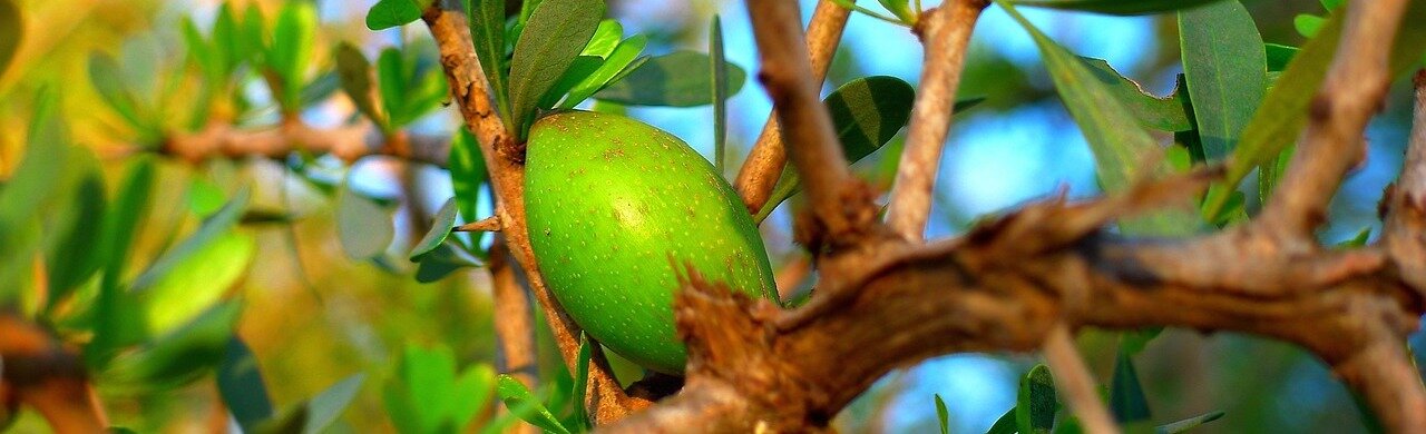 argan boom met noot